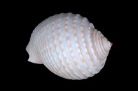 藏品(花點鶉螺)的圖片